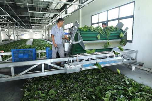 家門口就業(yè)增收 陜西安康產(chǎn)業(yè)發(fā)展一線見聞之代駕服務(wù)